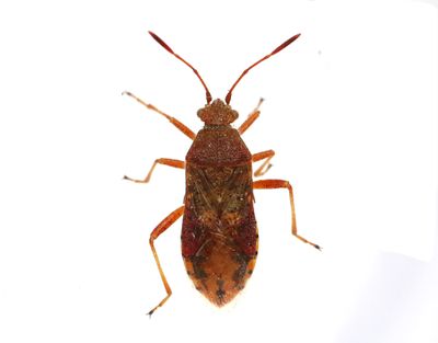 Skinnbaggar/ Shield bugs