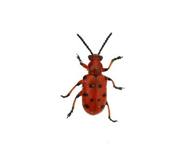 svartprickig sparrisbagge Crioceris duodecimpunctata