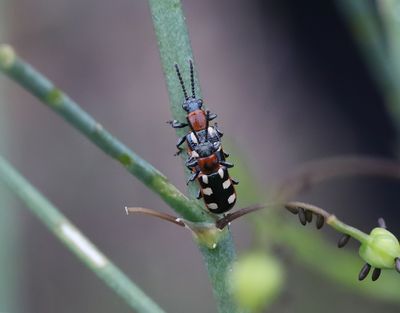 Gulfläckig sparrisbagg Crioceris asparagi
