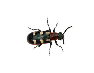 Bladbaggar Chrysomelidae
