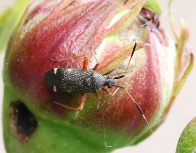 Skinnbaggar/ Shield bugs