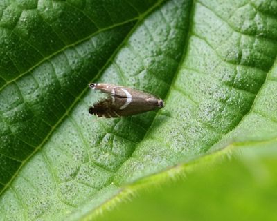 Starrhakmal Glyphipterix forsterella