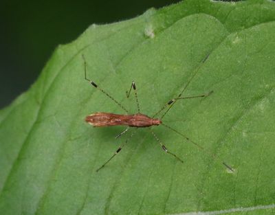 Skinnbaggar/ Shield bugs