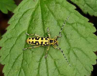 Bjrkvedbock  Saperda scalaris