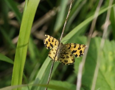 Geometridae Mätare