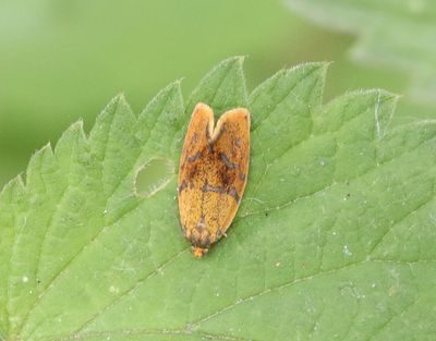 Tortricidae Vecklare