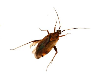 Closterotomus fulvomaculatus