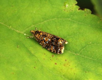 Tortricidae Vecklare