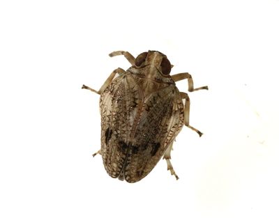 Stritar Auchenorrhyncha