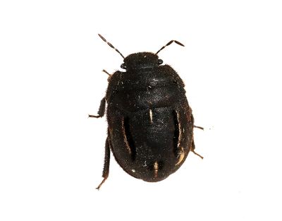 Mörkhårig sköldskinnbagge Odontoscelis fuliginosa