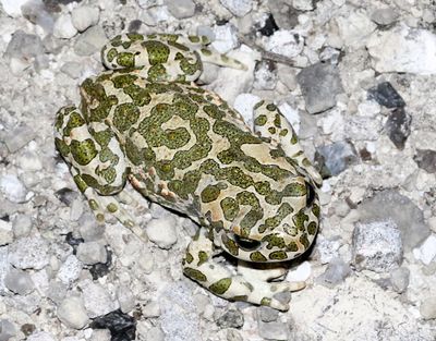 Grönfläckig padda Bufotes viridis European Green Toad