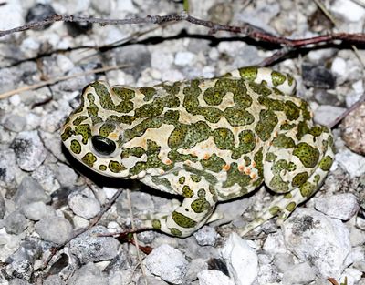 Herptiles in WP