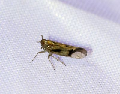 Stritar Auchenorrhyncha