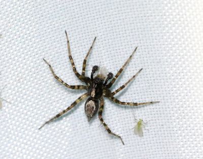 Spiders