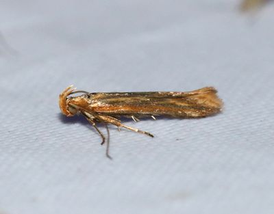 Adekoidea Malar