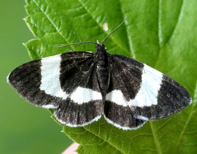 Geometridae Mätare