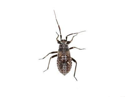 Skinnbaggar/ Shield bugs
