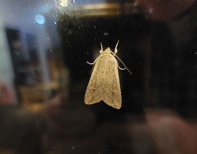 Birdtrip to Azores 2025