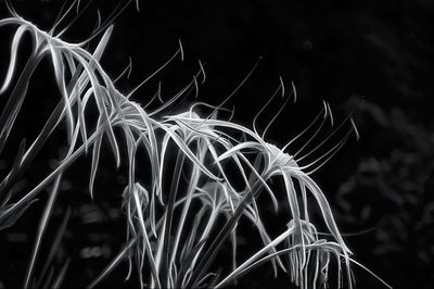B&W, Monochrome and Duotone