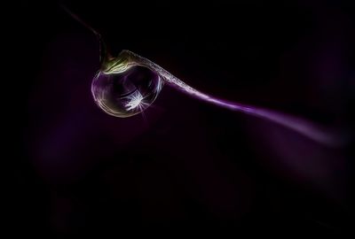 Macro Photography   