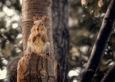 Fauna Photography