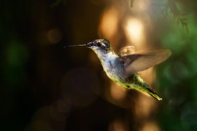 Birds