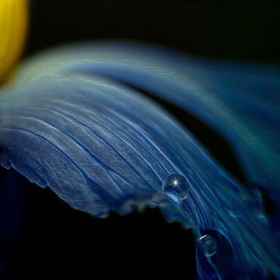 Manipulated Images