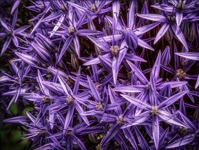 Flora Photography