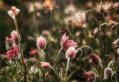 Flora Photography