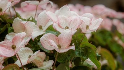 Flowering Dogwood - Scarborough, Ontario - Canada