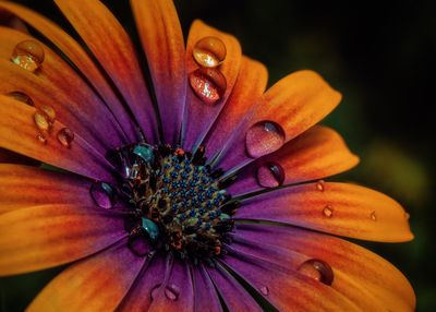 Flora Photography