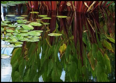 Royal Botanical Gardens, Burlington - Hamilton, Ontario - Canada