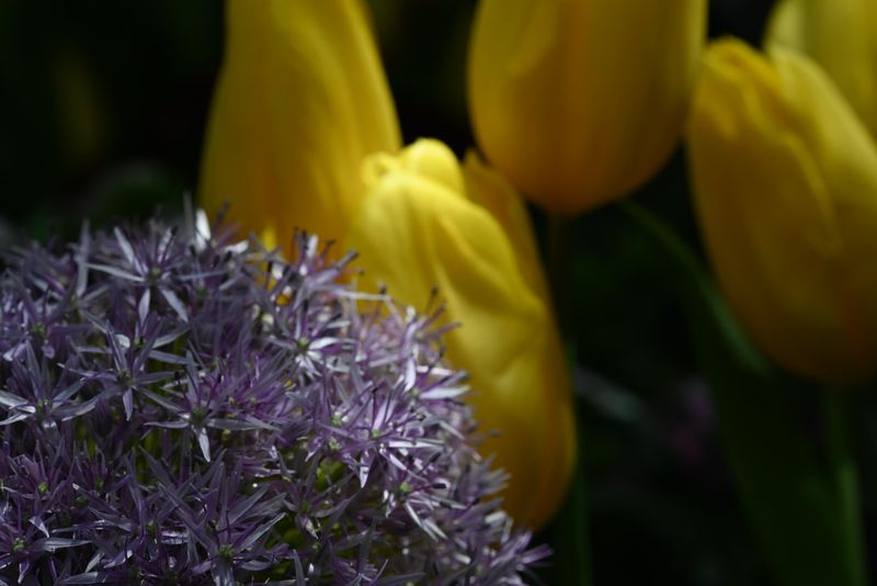 DSC_0950.jpeg