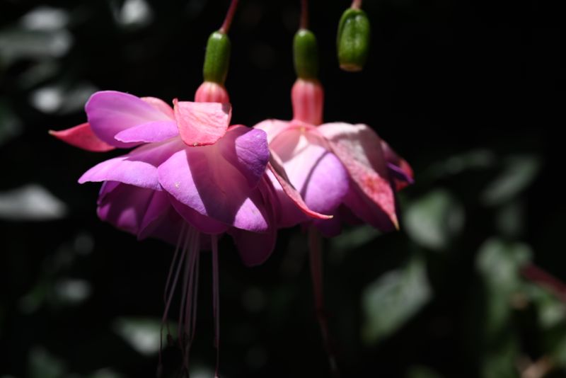 DSC_0944.jpeg