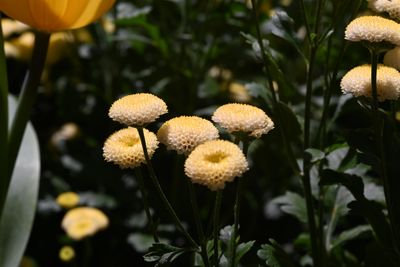 g13/51/8159051/3/175667491.58a322b0.JPEG