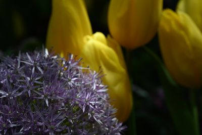 g13/51/8159051/3/175667504.64b51c14.JPEG