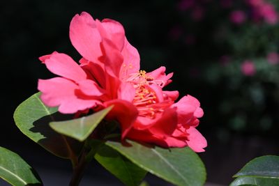 g13/51/8159051/3/175667522.f508ded1.JPEG
