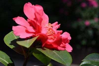 g13/51/8159051/3/175667523.9068ec75.JPEG