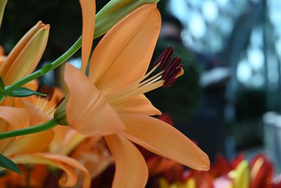g13/51/8159051/3/175738626.d1311172.JPEG