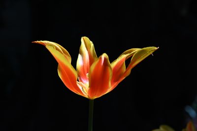 g13/51/8159051/3/175738632.1ef7a2e5.JPEG