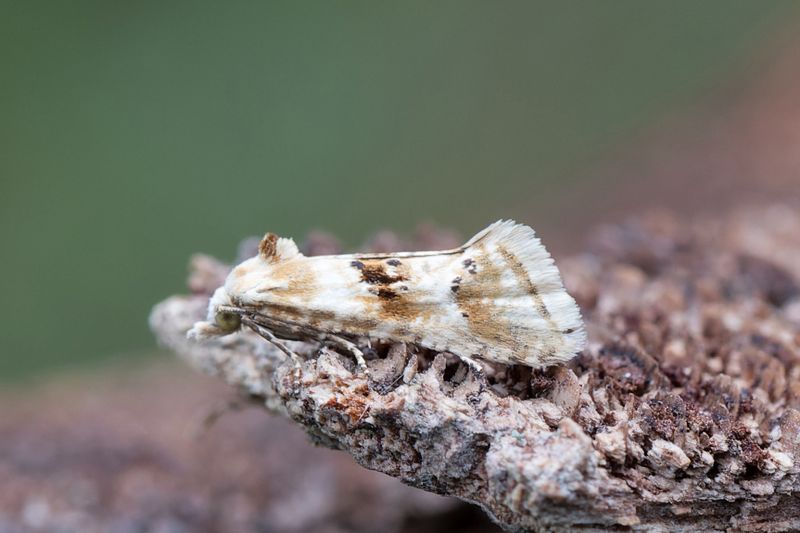 2101 Vddklintsblomvecklare - Cochylimorpha alternata