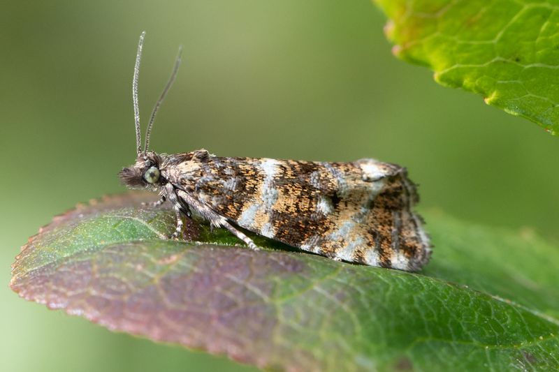 Smfjrilar - Micro-moths