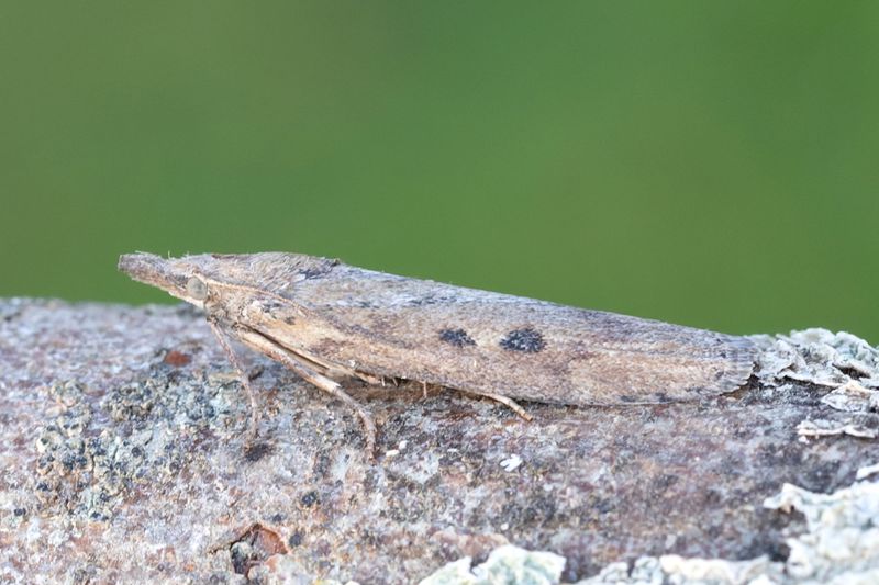 2951 Sandflymott - Aphomia zelleri