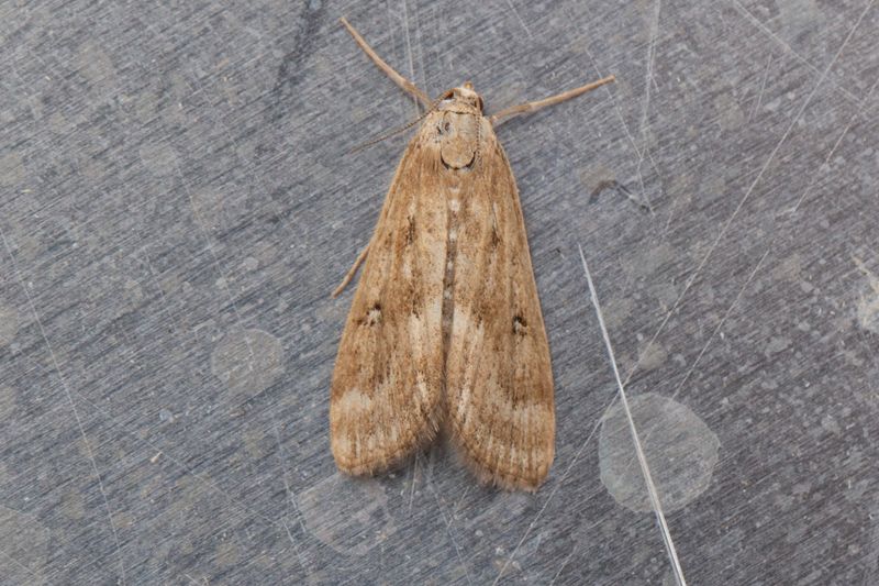 3127 Vattenaloemott - Parapoynx stratiotata