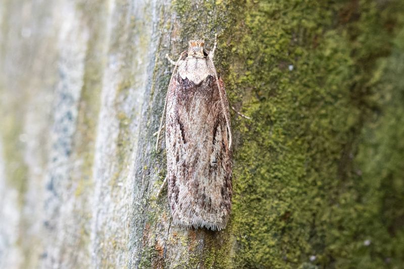 Småfjärilar - Micro-moths