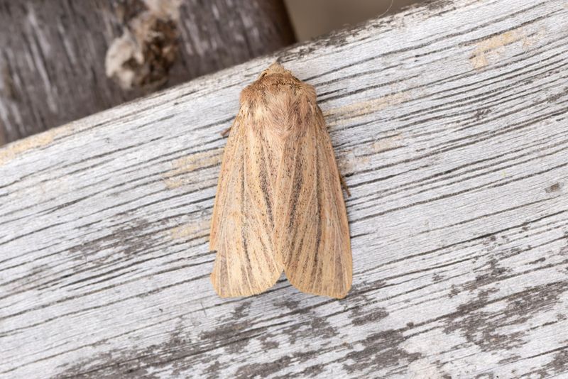 Nattfjrilar - Moths