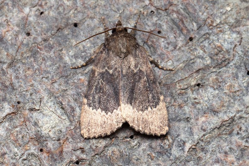 Nattfjärilar - Moths