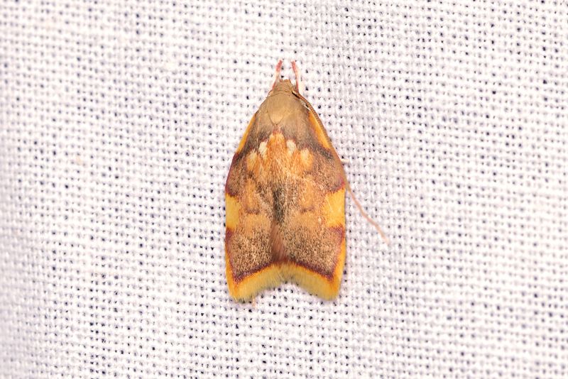 Småfjärilar - Micro-moths