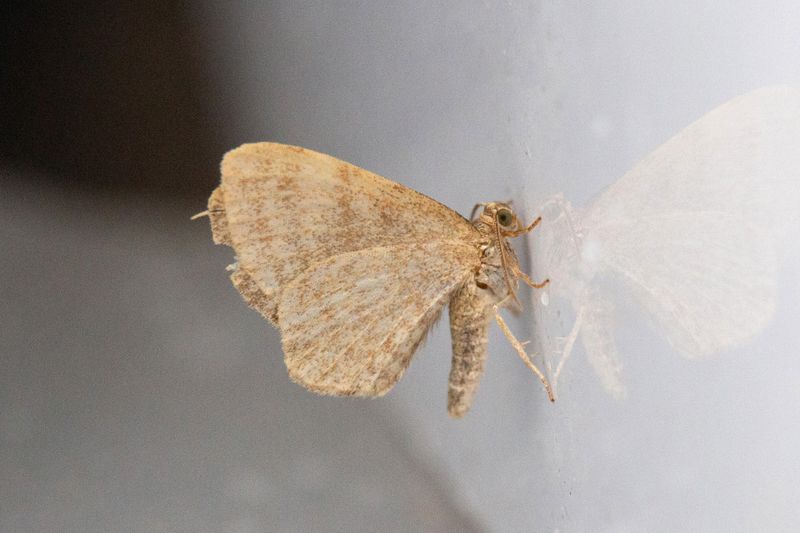 Nattfjärilar - Moths