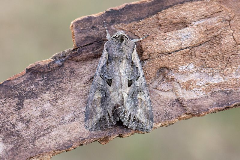 Nattfjrilar - Moths